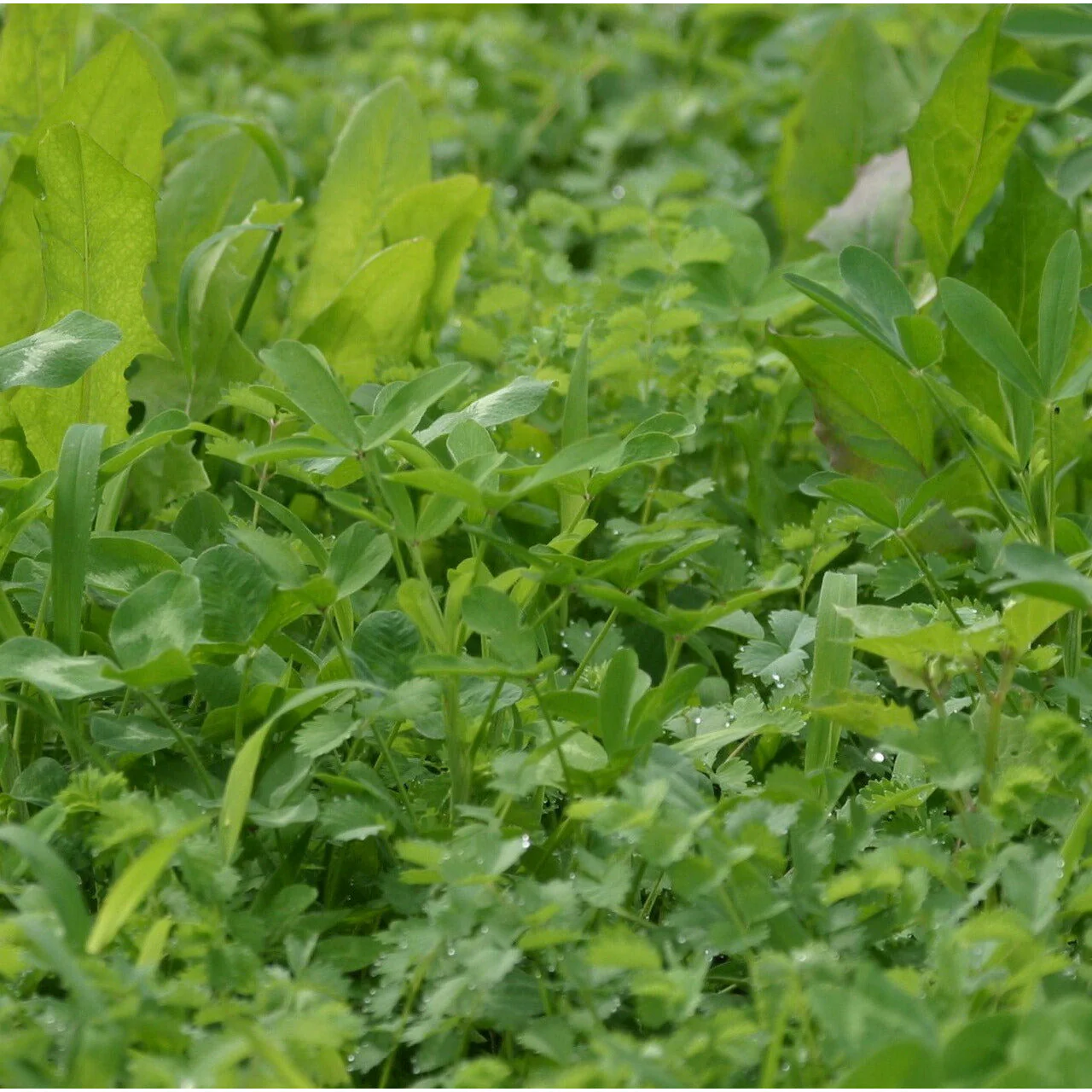 Imperial Extreme Perennial Chicory Food Plot Seed Mix - Image 4