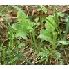 Imperial Whitetail Destination Seeds - 9 Lbs. (0.25 acre) - Image 3