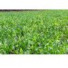 Imperial Whitetail Destination Seeds - 9 Lbs. (0.25 acre) - Image 4