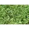 Imperial Whitetail Destination Seeds - 9 Lbs. (0.25 acre) - Image 5