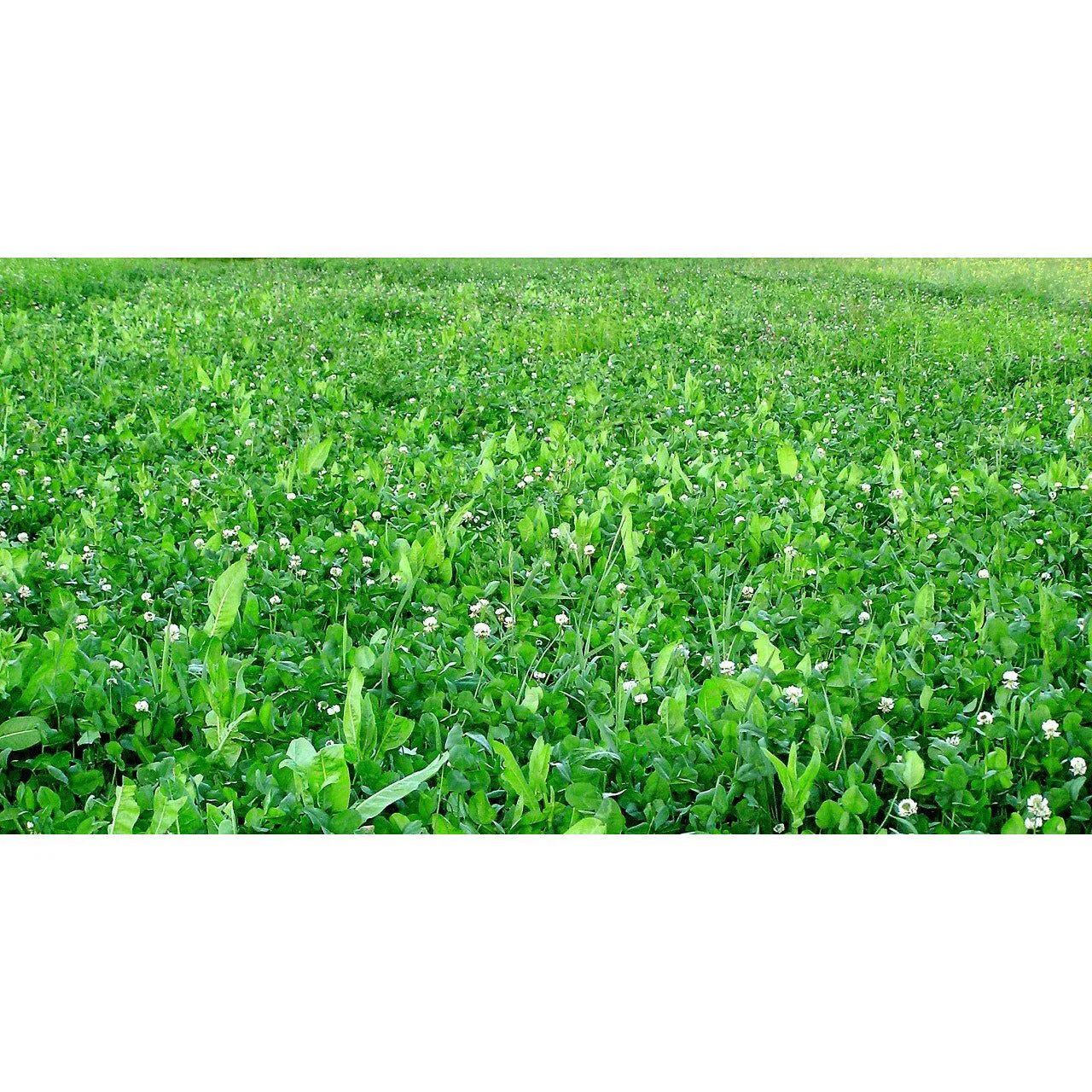 Imperial Whitetail Fusion Food Plot Seed - Image 3
