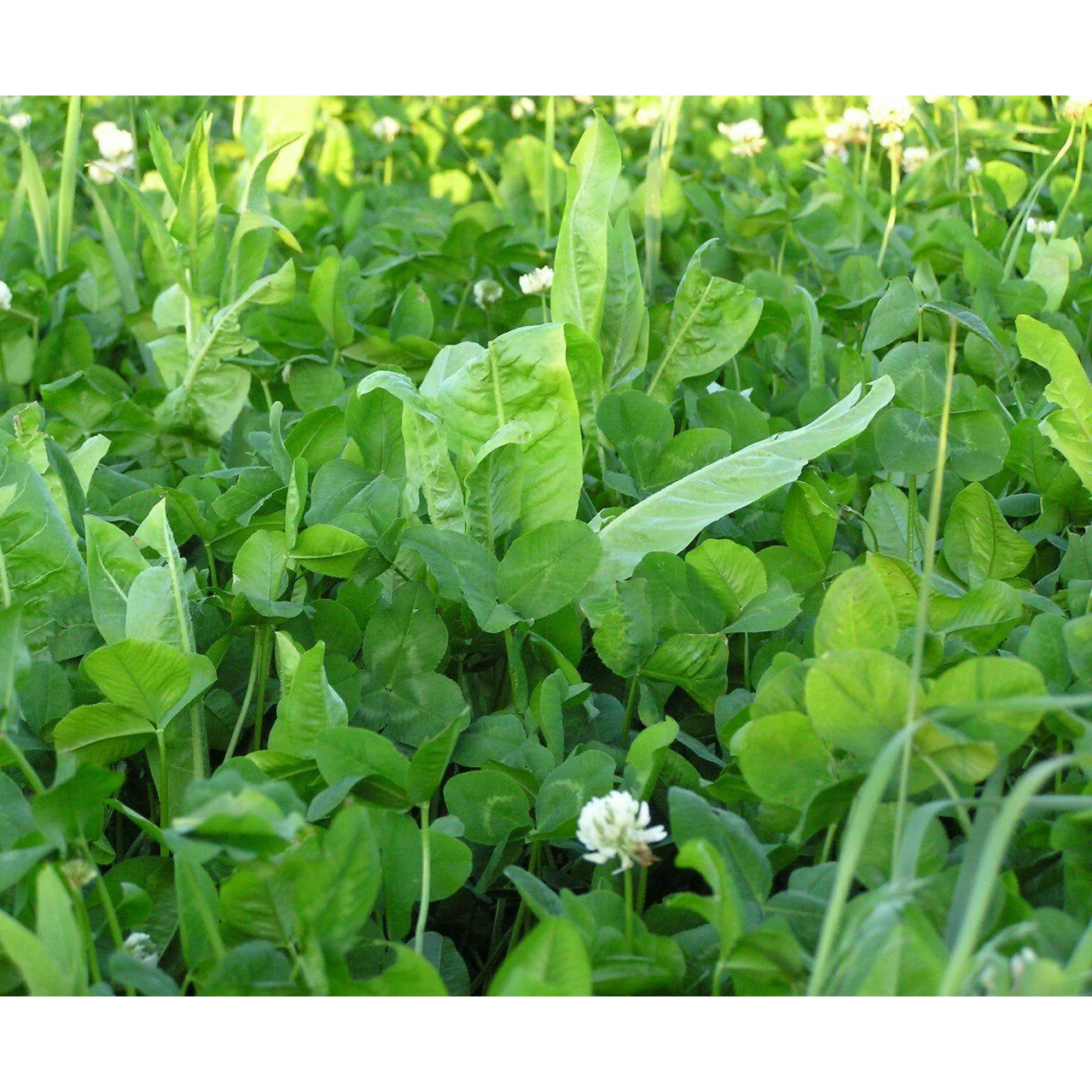 Imperial Whitetail Fusion Food Plot Seed - Image 4