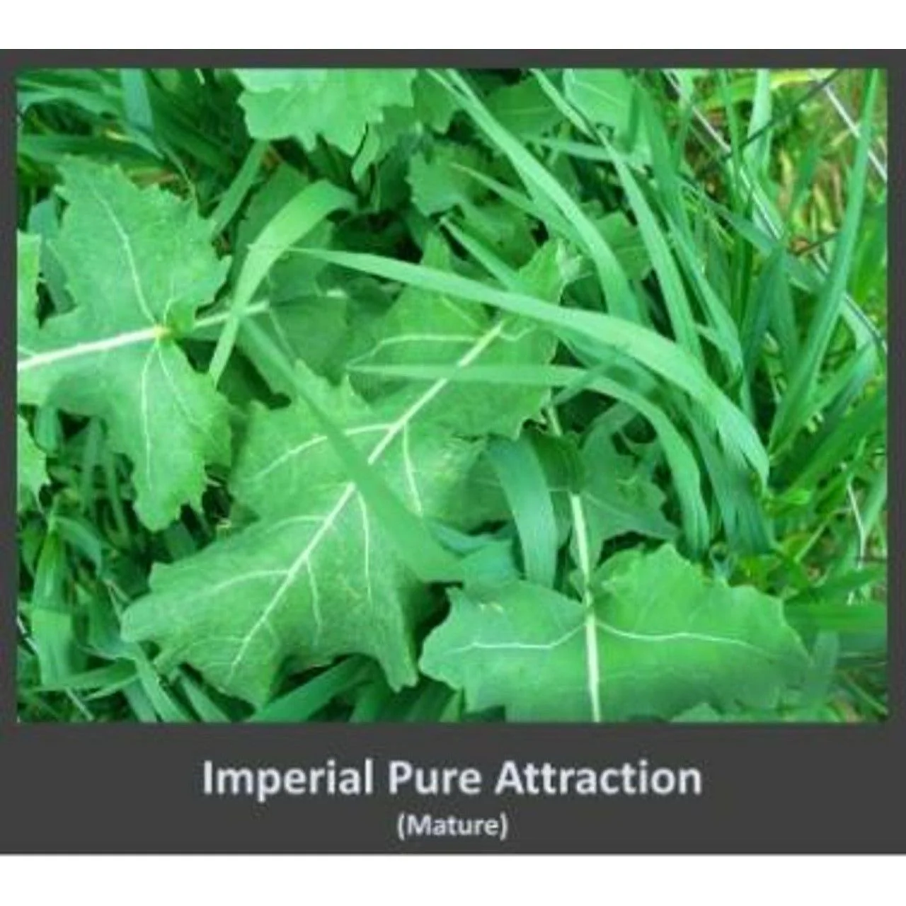 Imperial Whitetail Pure Attraction - 26 Lbs. - Image 3