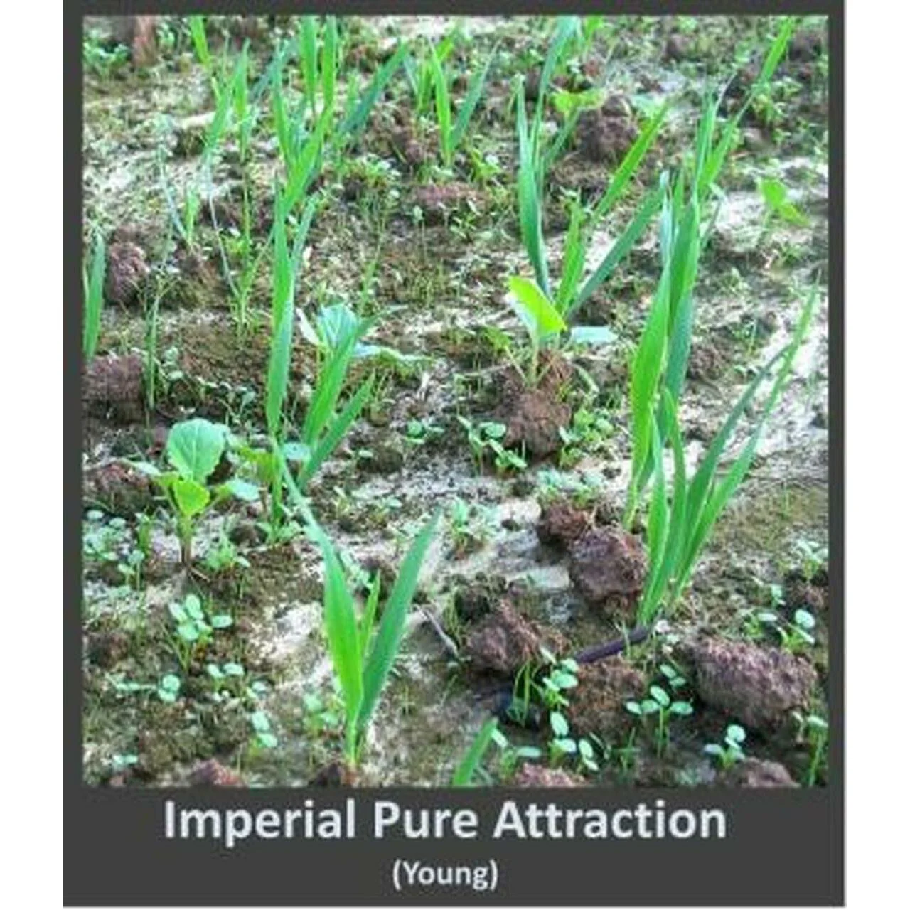 Imperial Whitetail Pure Attraction - 26 Lbs. - Image 4