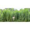 Imperial Whitetail Sunn Hemp Seed - 7 Lbs. (.25 acre) - Image 3
