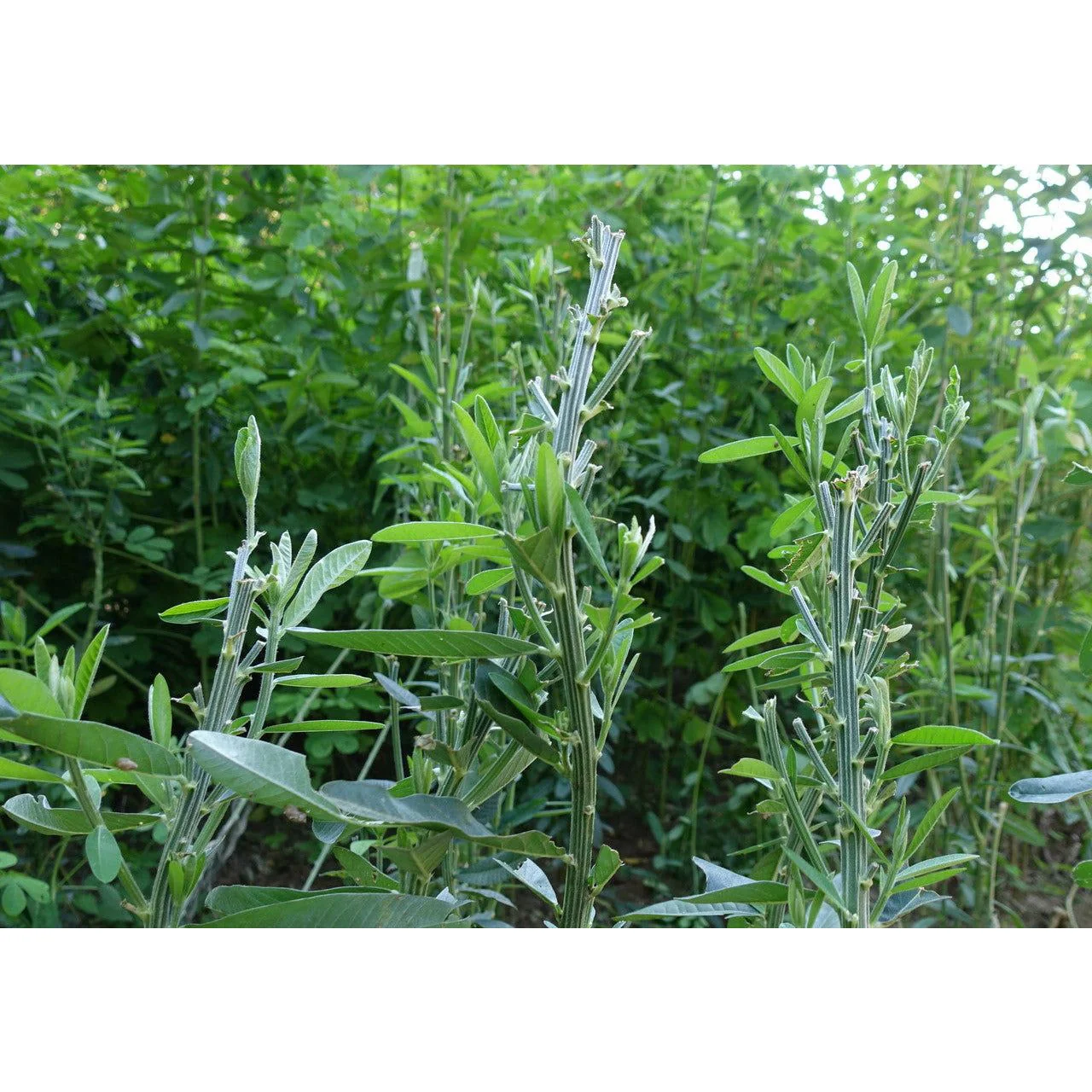 Imperial Whitetail Sunn Hemp Seed - 7 Lbs. (.25 acre) - Image 4