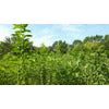 Imperial Whitetail Sunn Hemp Seed - 7 Lbs. (.25 acre) - Image 5