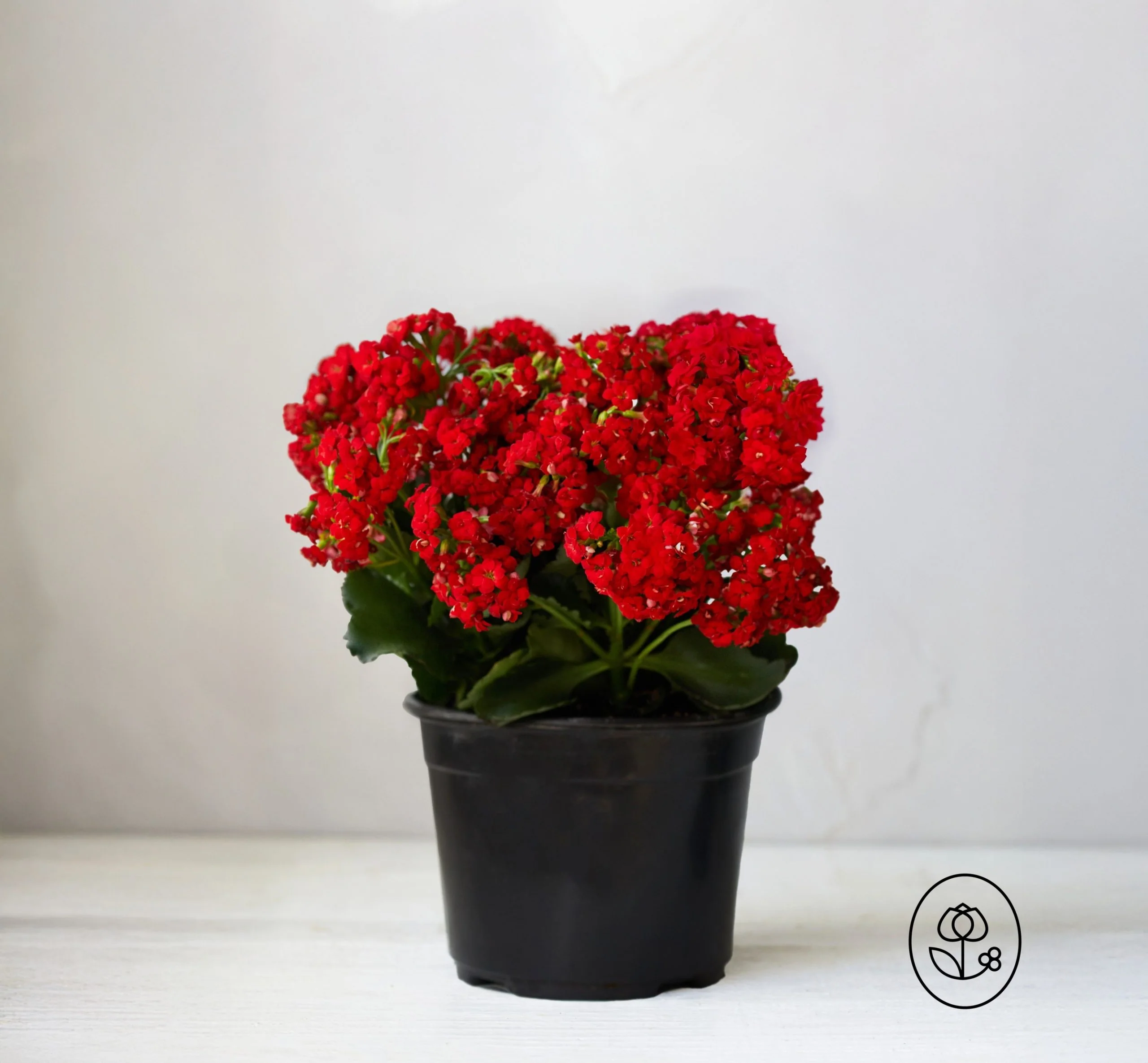 Kalanchoe Plant - 2.5 Quart