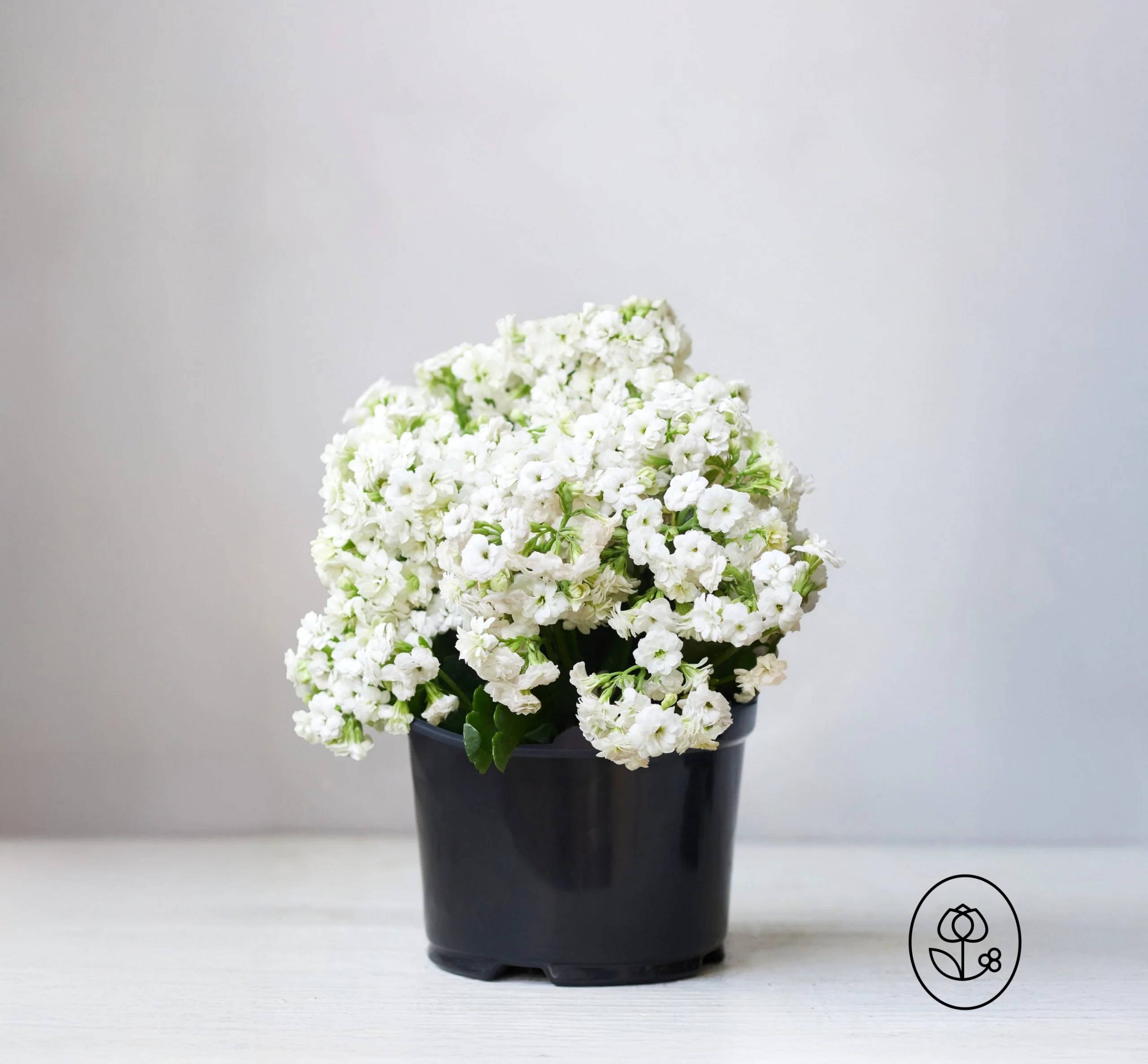 Kalanchoe Plant - 2.5 Quart - Image 2