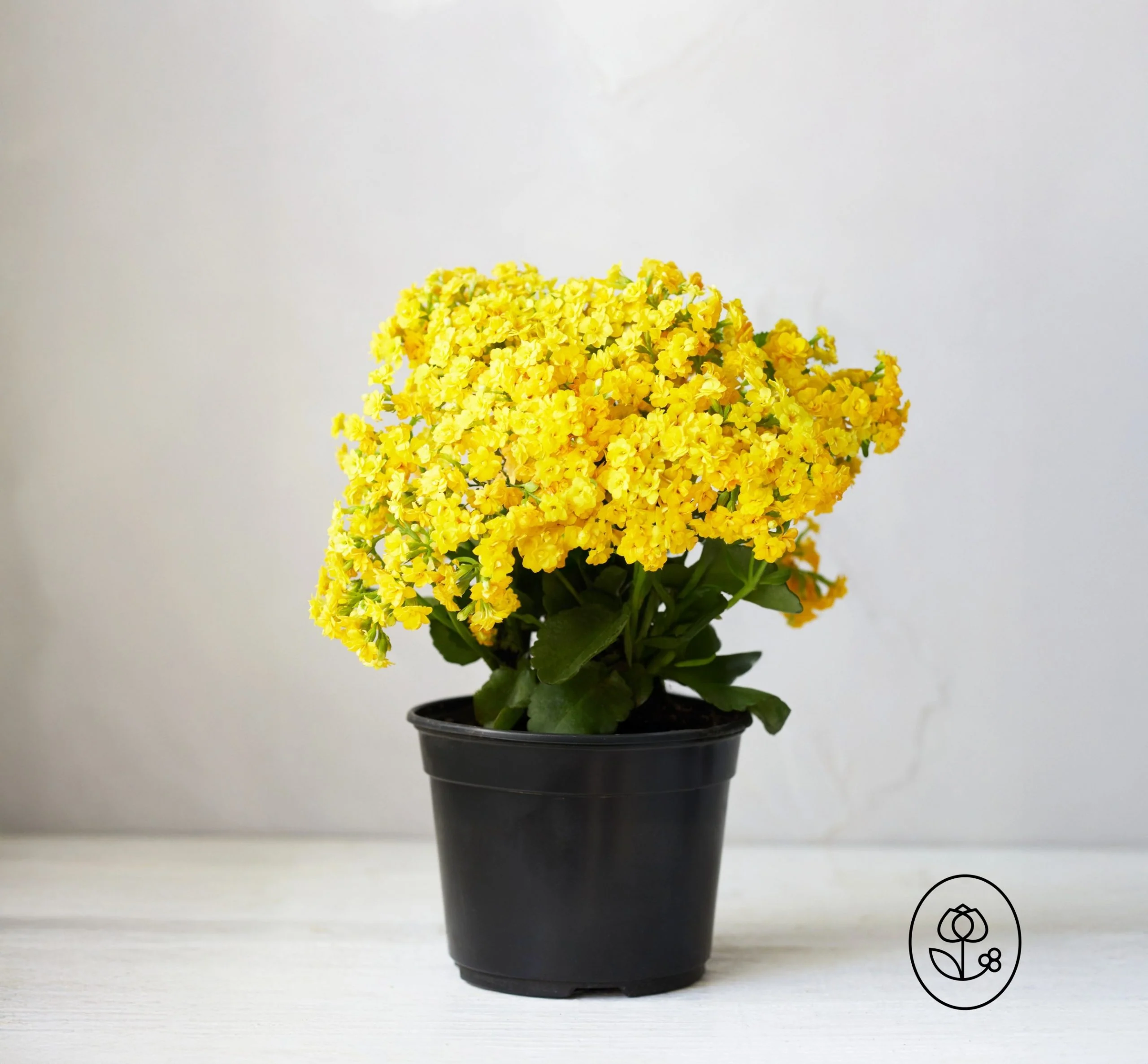 Kalanchoe Plant - 2.5 Quart - Image 3