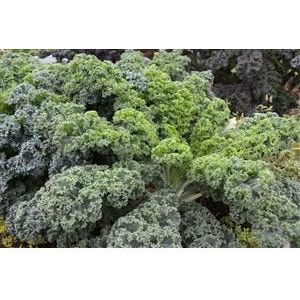 Kale Vates Dwarf Blue Curled Seed Heirloom - 1 Packet - Image 2
