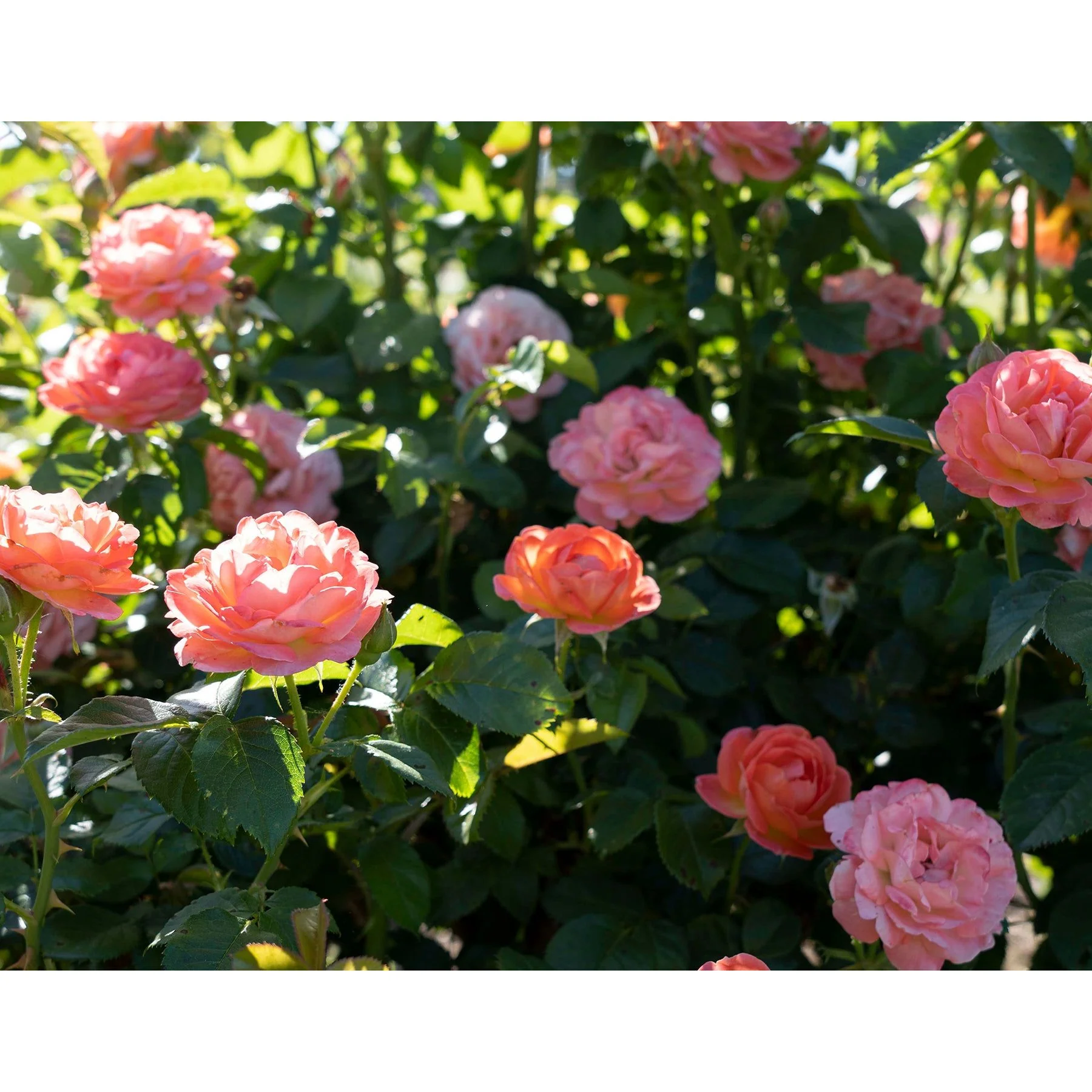 Knock Out Orange Glow Rose Plant - 2 Gallon - Image 2