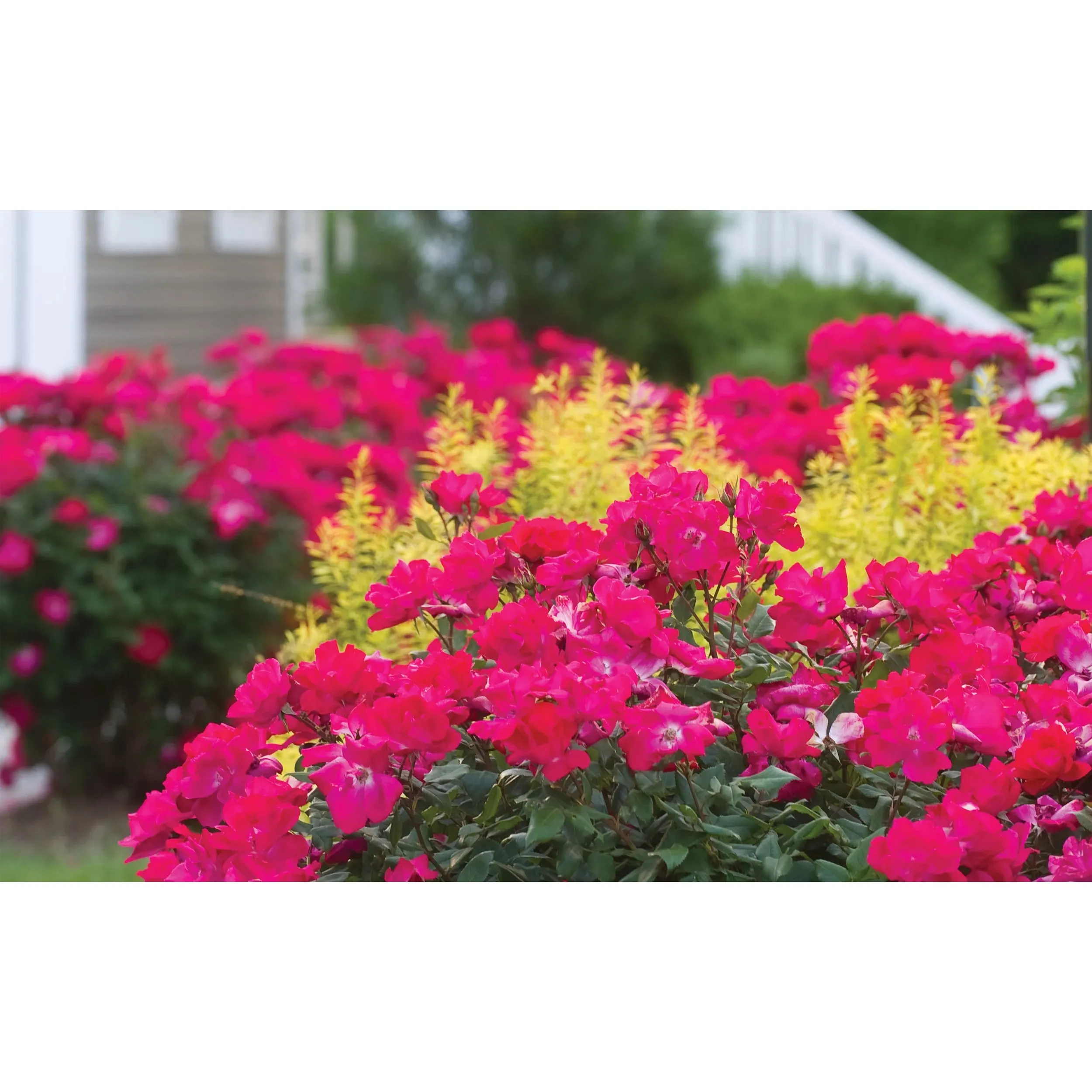 Knock Out Single Red Rose - 2 Gallon