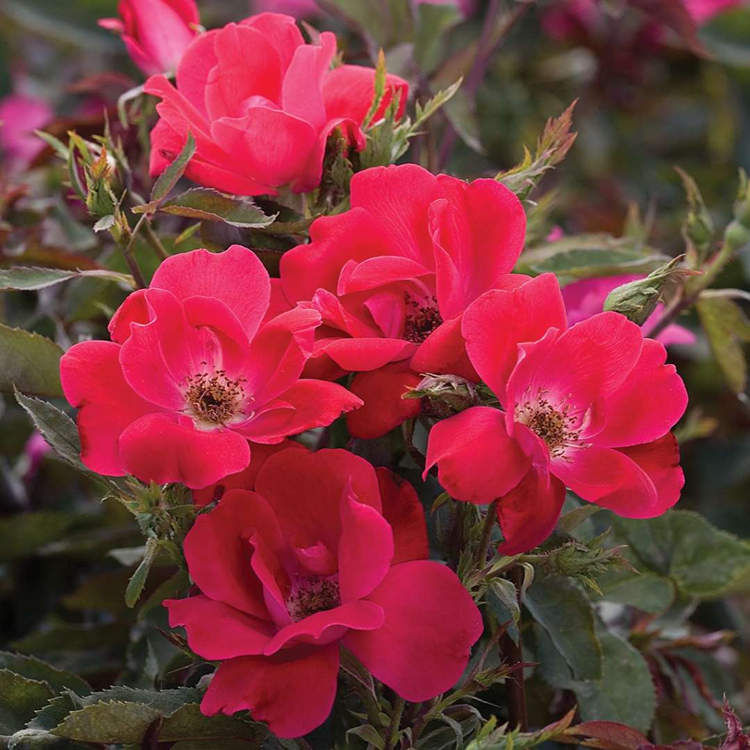 Knock Out Single Red Rose - 2 Gallon - Image 2