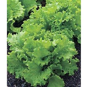 Lettuce Black Seeded Simpson Seed Heirloom - 1 Packet