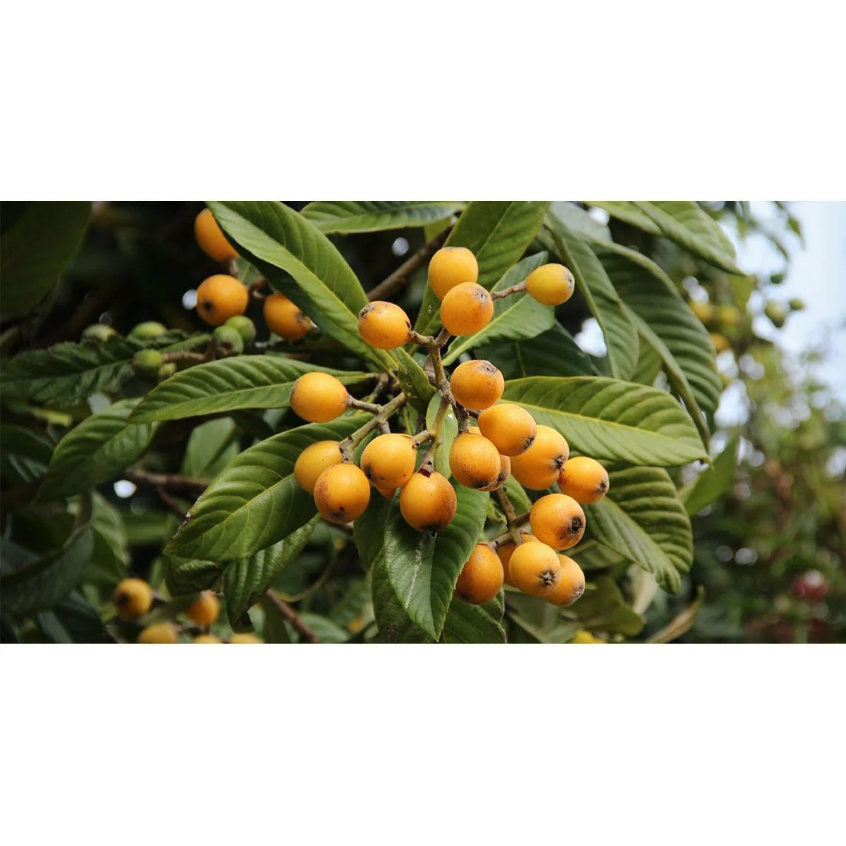 Loquat Fruit Tree - 1 Gallon