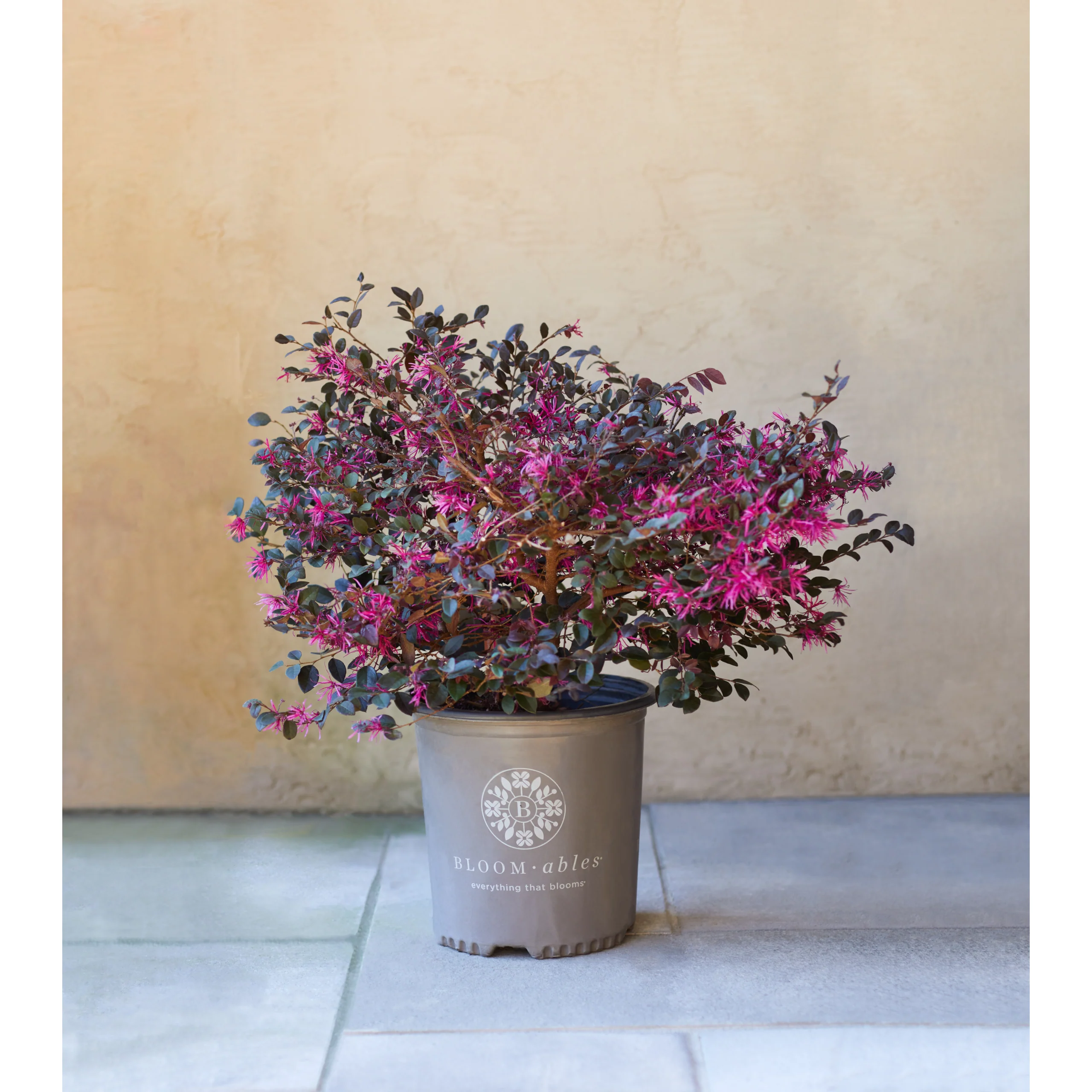 Bloomables Loropetalum Plant - 2 Gallon