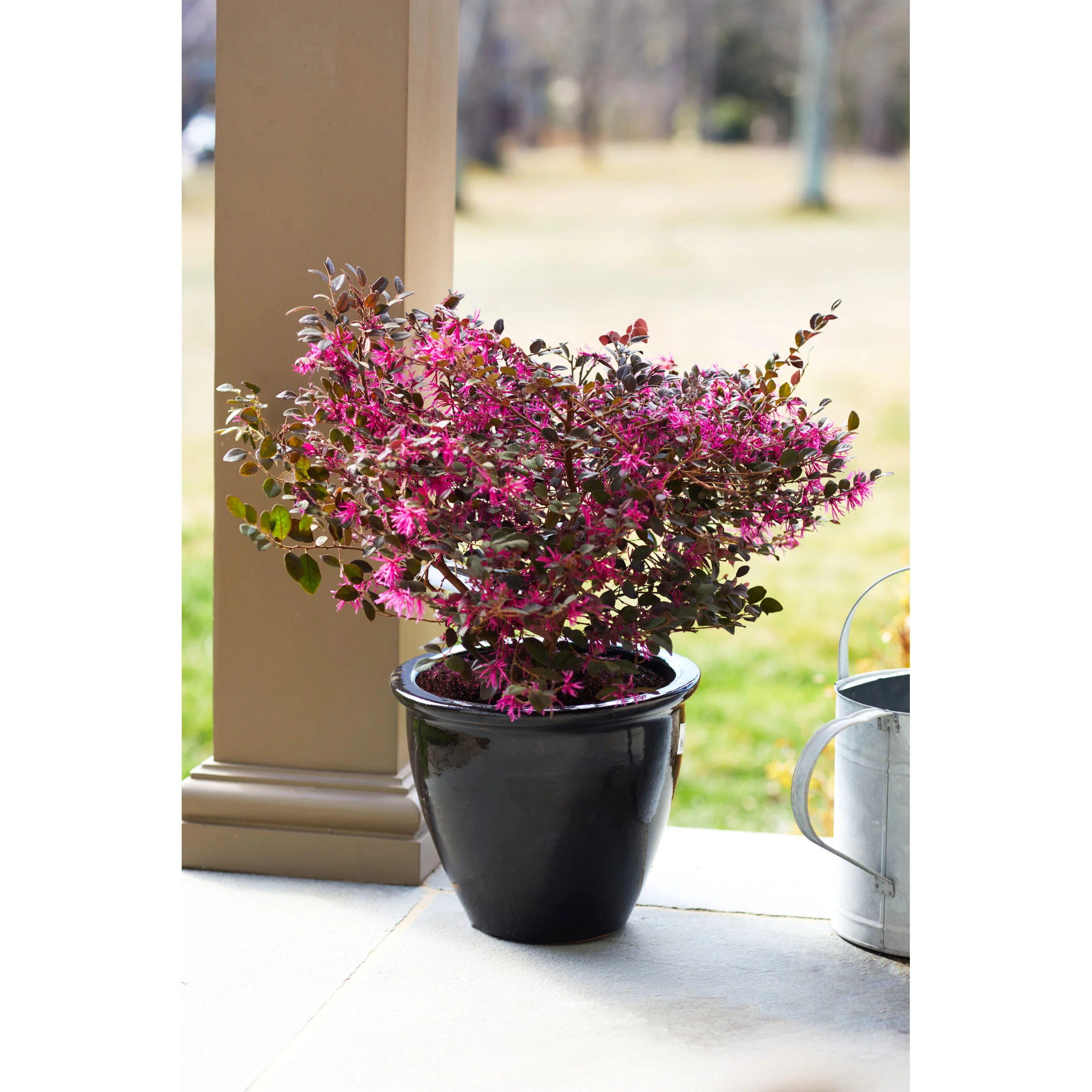 Bloomables Loropetalum Plant - 2 Gallon - Image 2