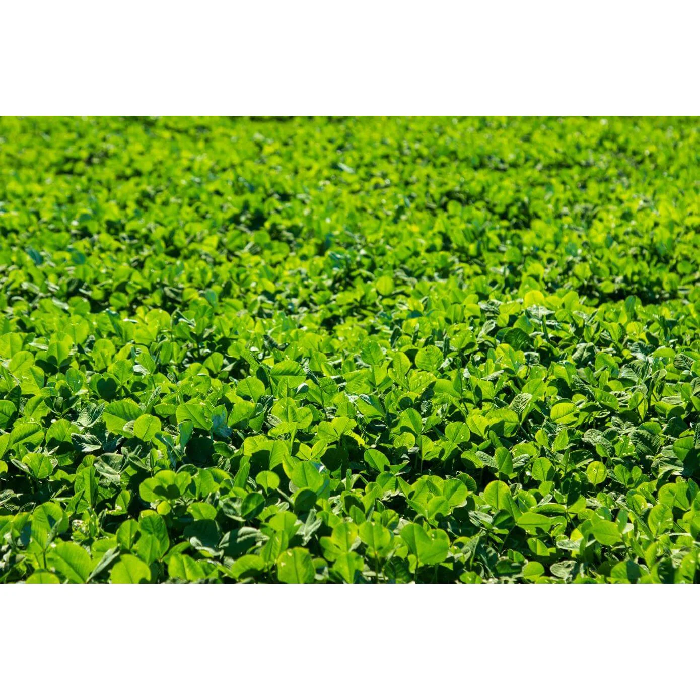 Marco Polo White Clover Seed - Image 2