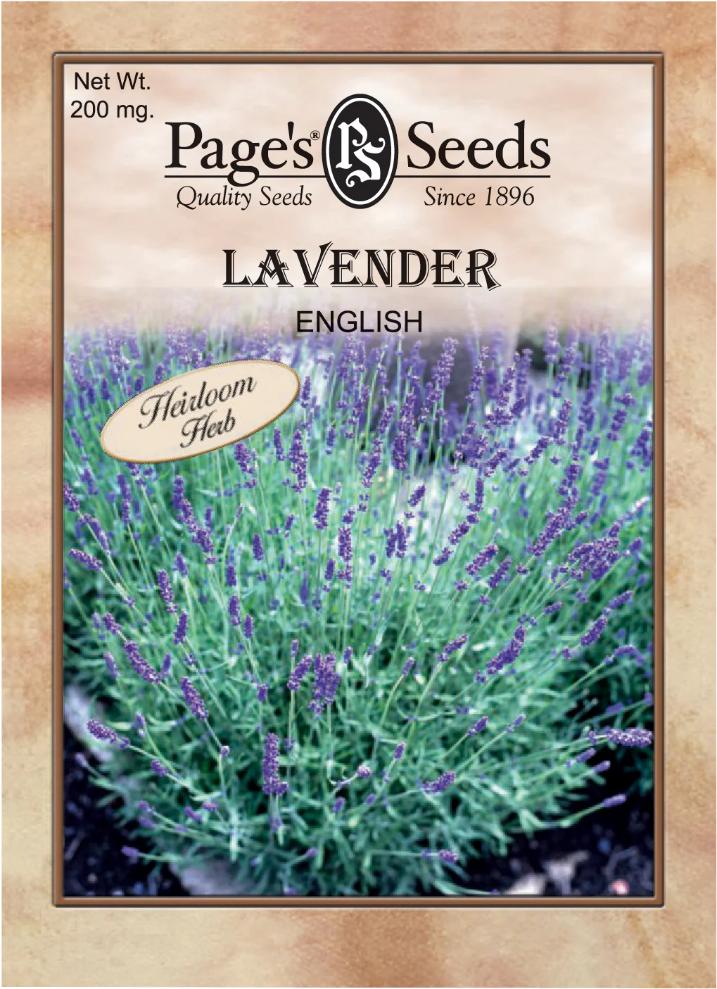 Lavender English Herb - 1 Packet