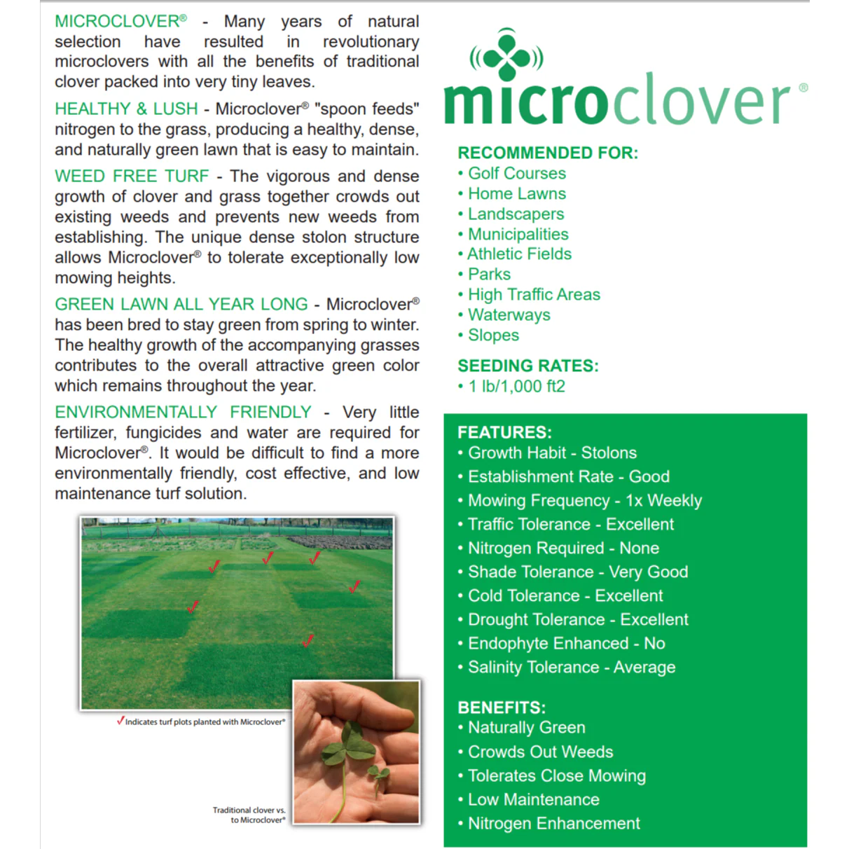 Micro Clover Seed Coated & Inoculated - Image 2