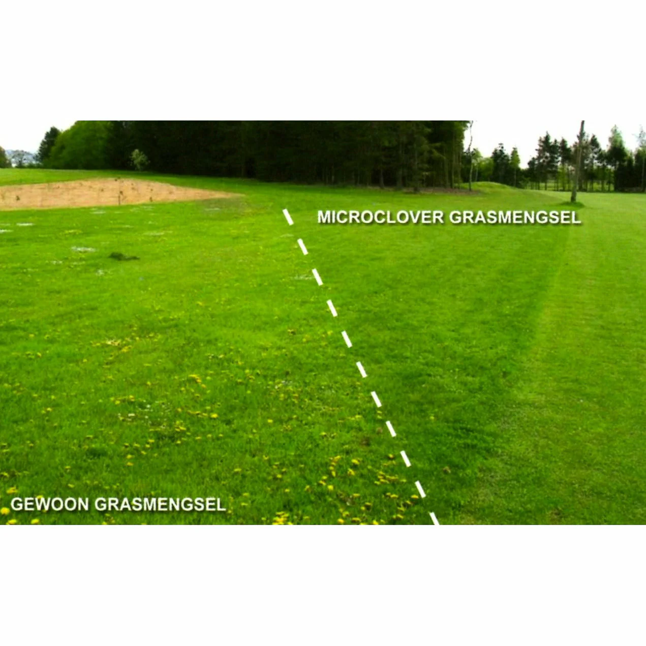 Micro Clover Seed Coated & Inoculated - Image 3