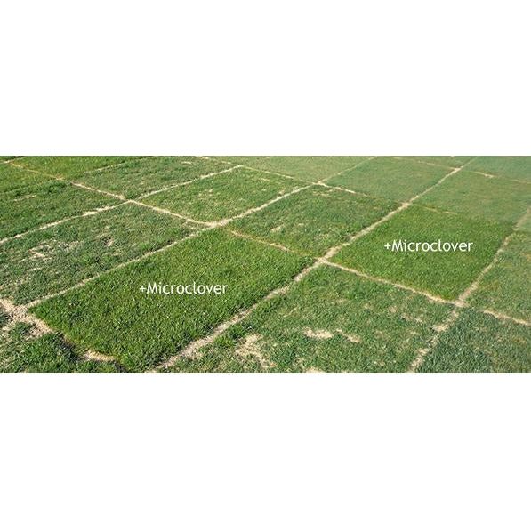 Micro Clover Seed Coated & Inoculated - Image 4