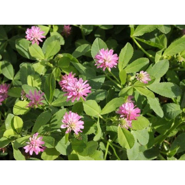 (PRE-ORDER Ships Late March 2026) Persian Clover Seeds