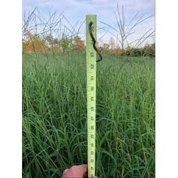 Mojo Crabgrass Seed For Pasture - Image 3