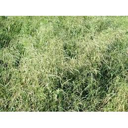 Mojo Crabgrass Seed For Pasture - Image 4