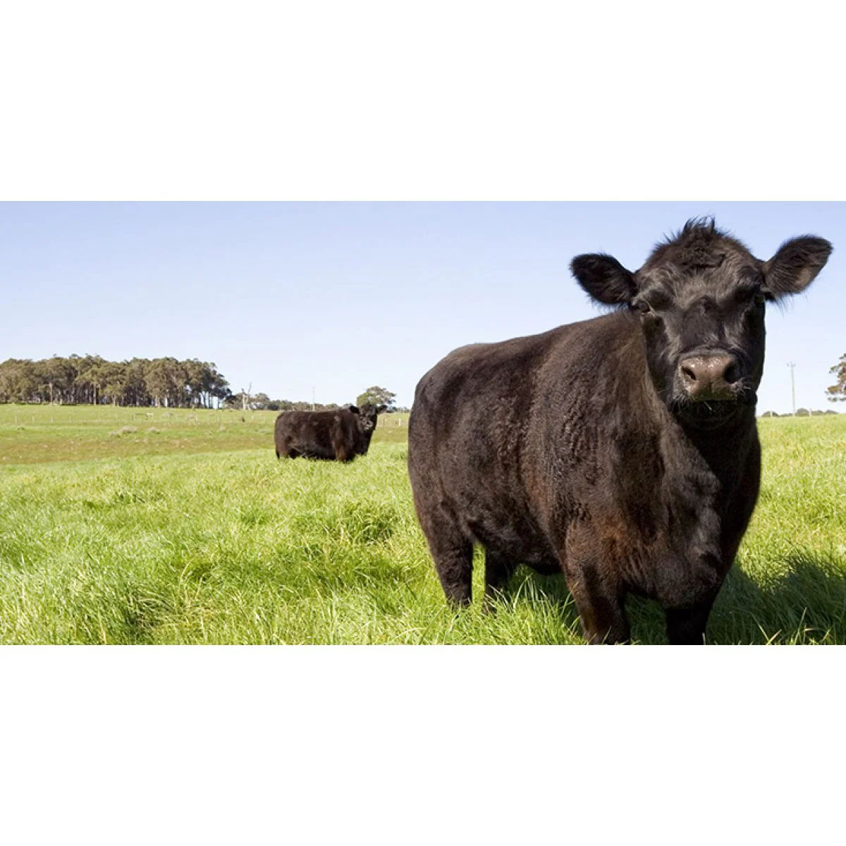 Mojo Crabgrass Seed For Pasture - Image 5