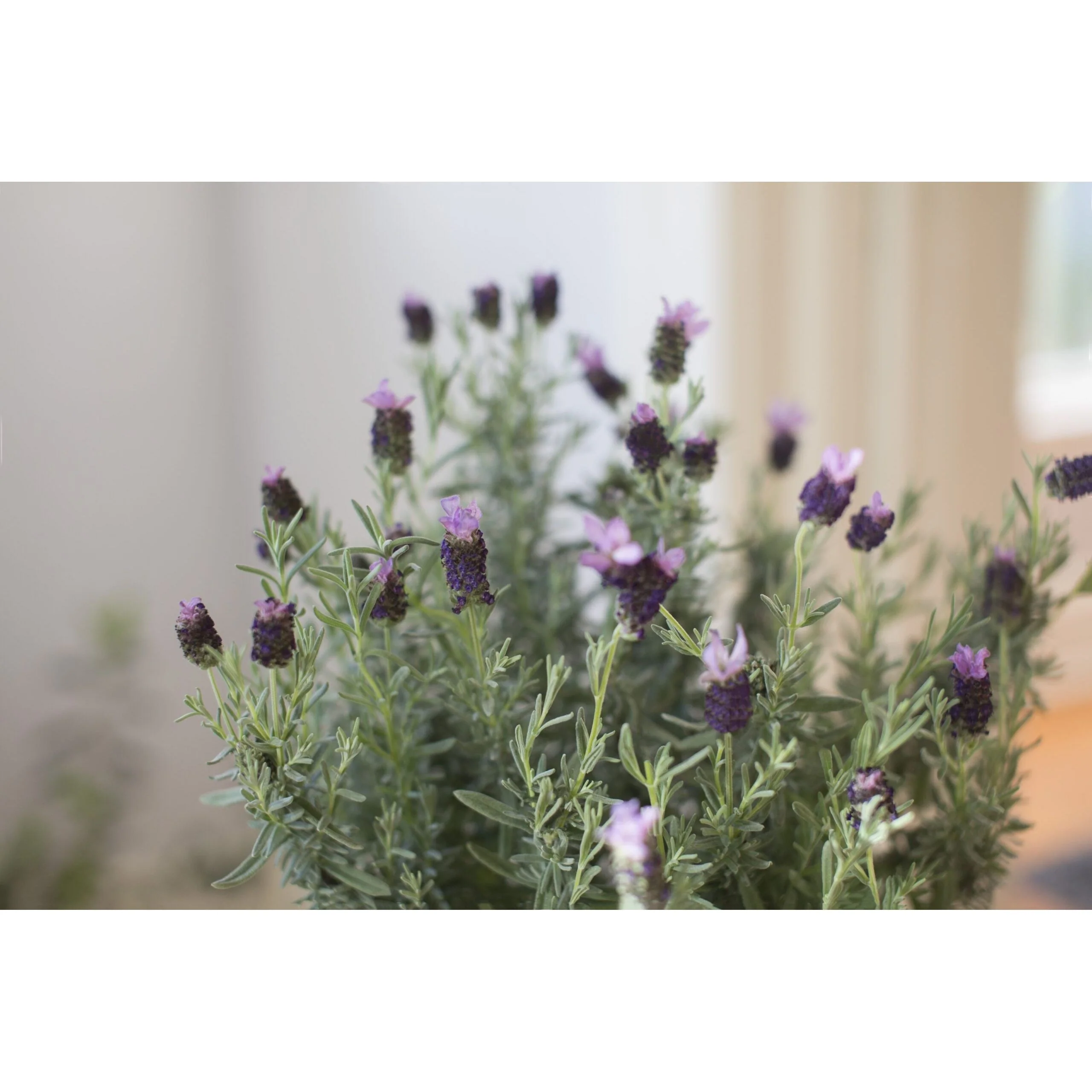Lavender Flower Plant - 7 Inch Plant - Image 2