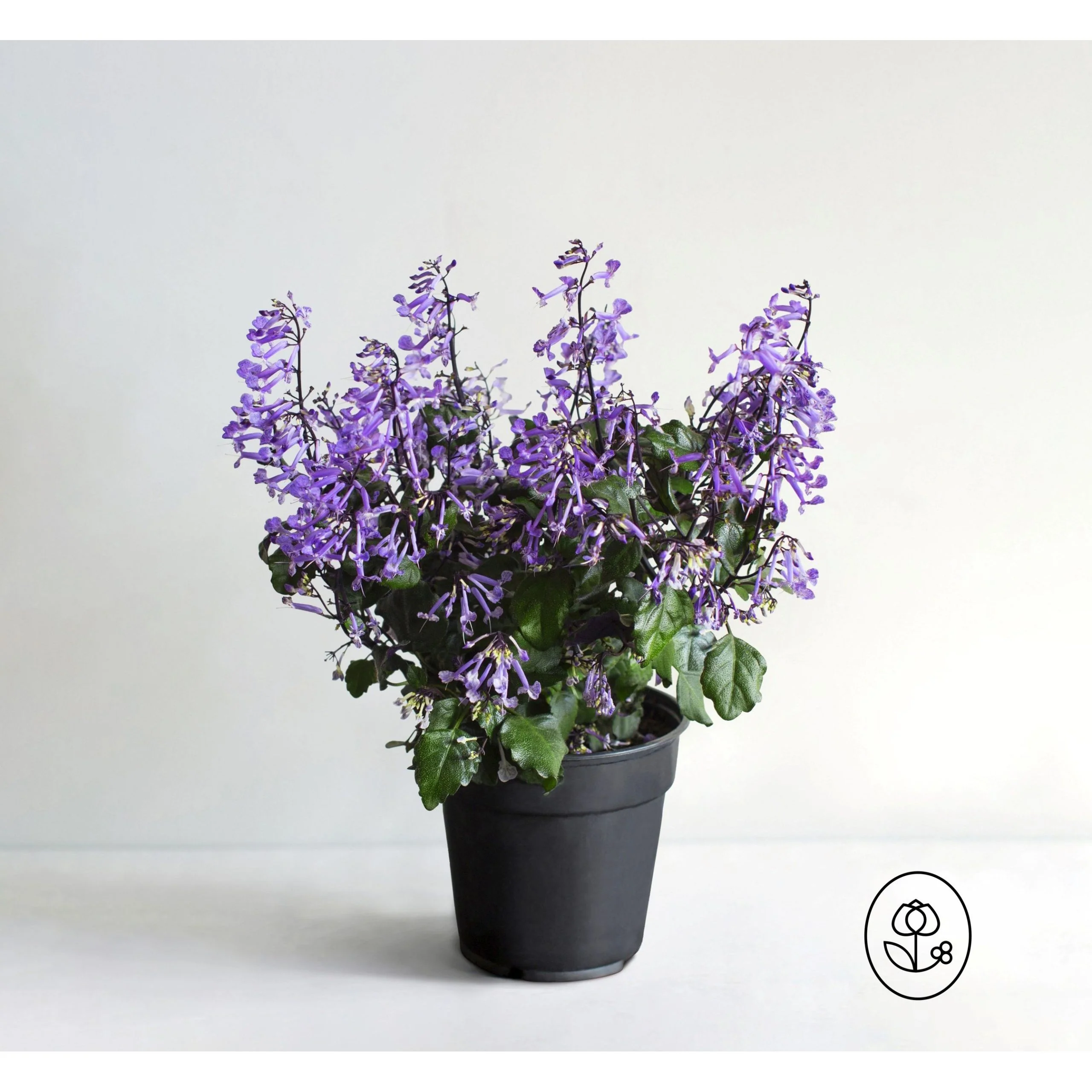 Mona Lavender Plant - 6 inch