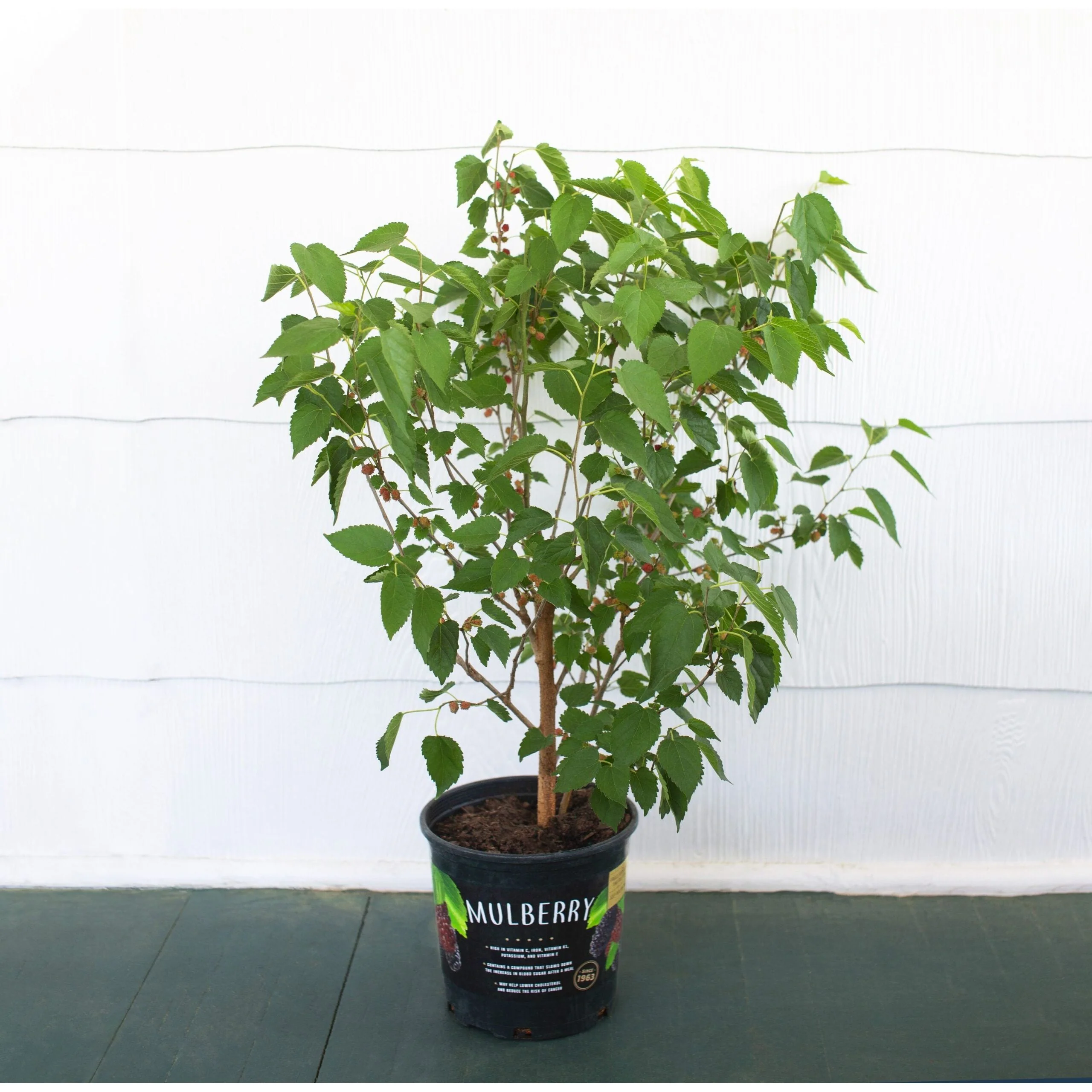Mulberry Dwarf Everbearing Plant