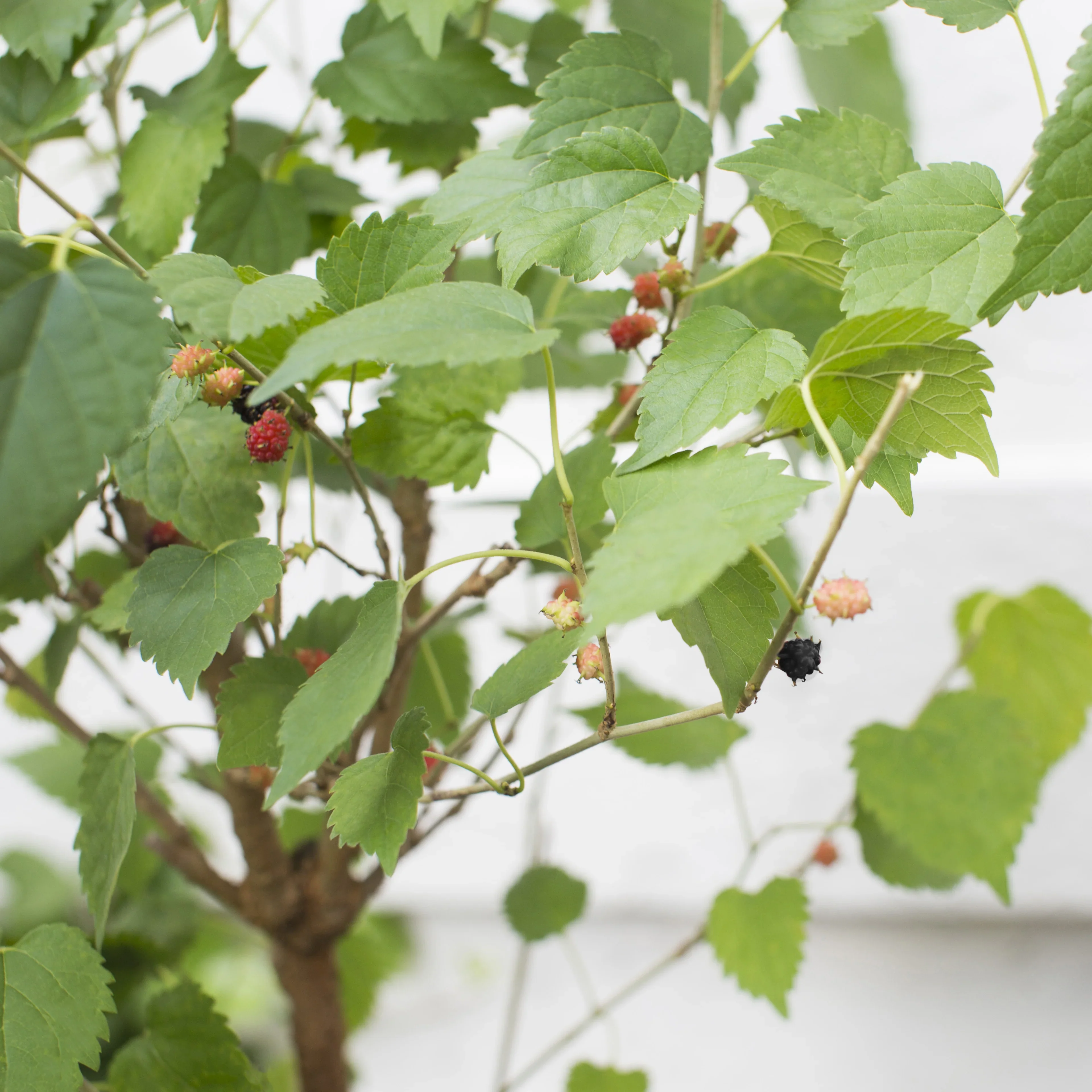 Mulberry Dwarf Everbearing Plant - Image 2