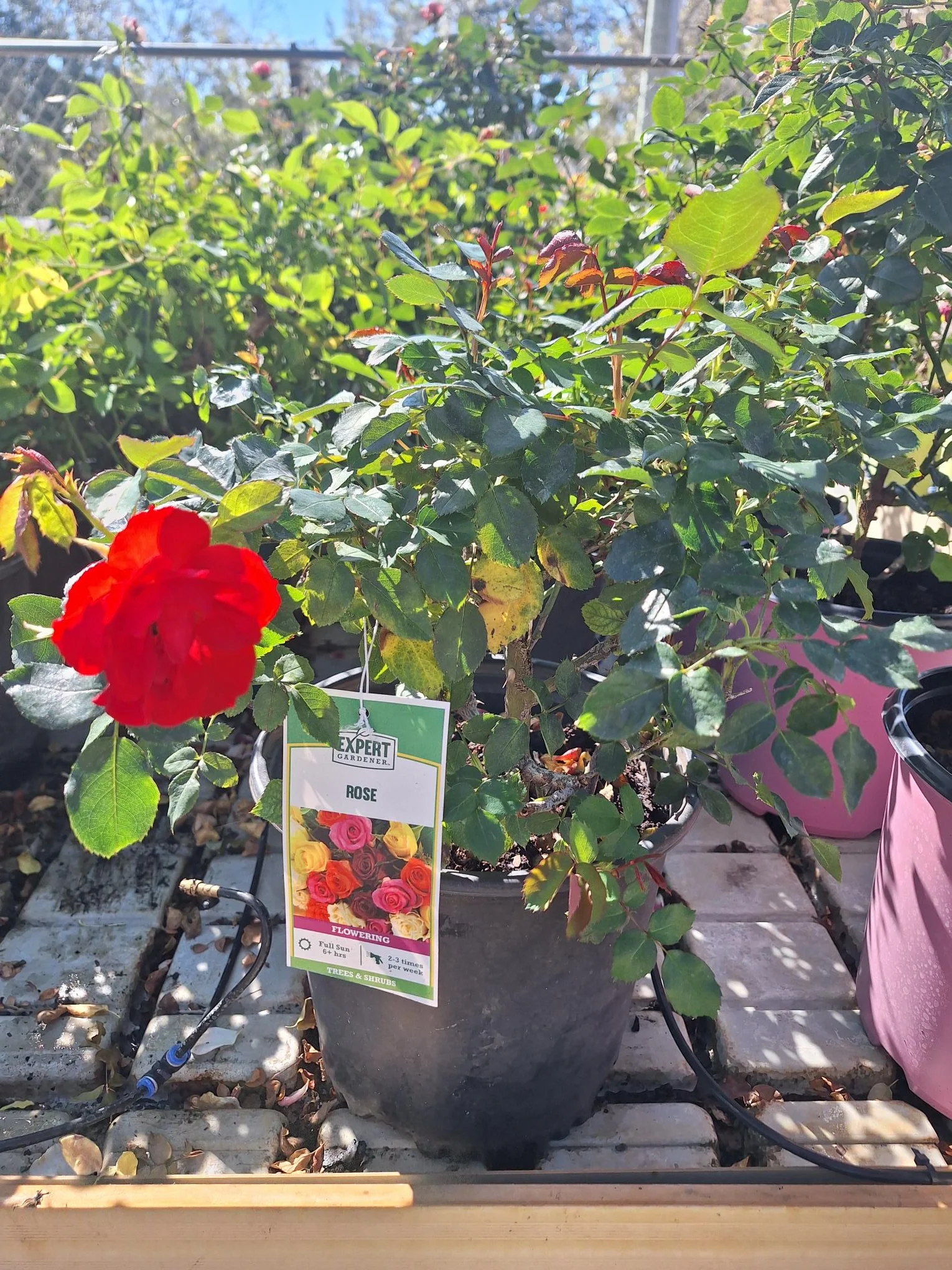 Multi-Colored Rose Plant - 1 Gallon