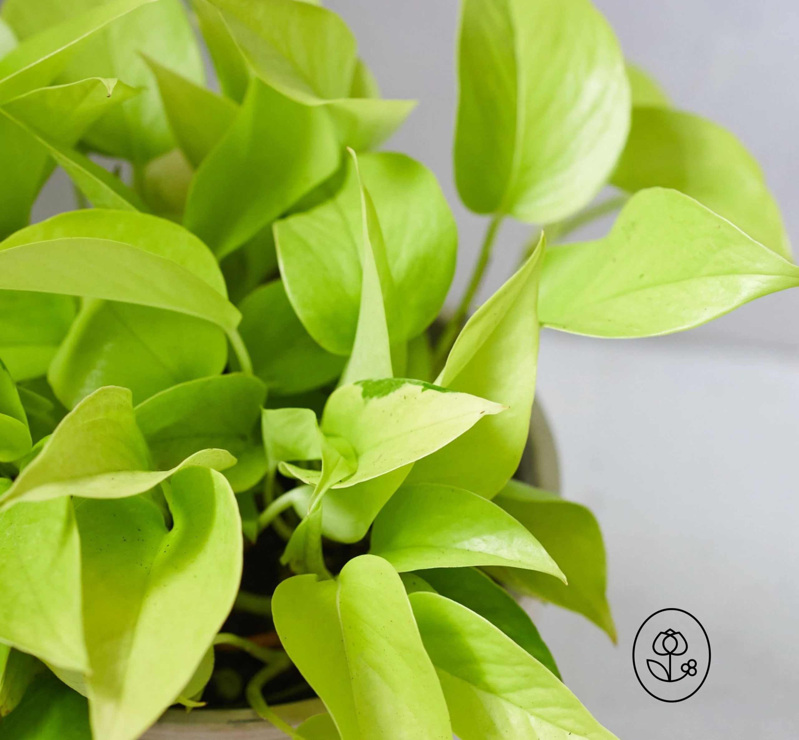 Neon Pothos Plant - 6"