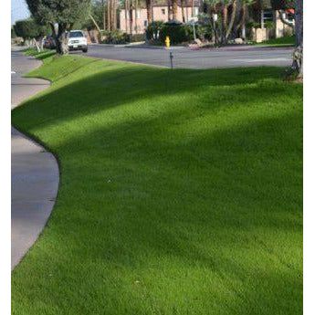 (PRE-ORDER Ships FEB 2026) NuSprint Turf Annual Ryegrass Seed