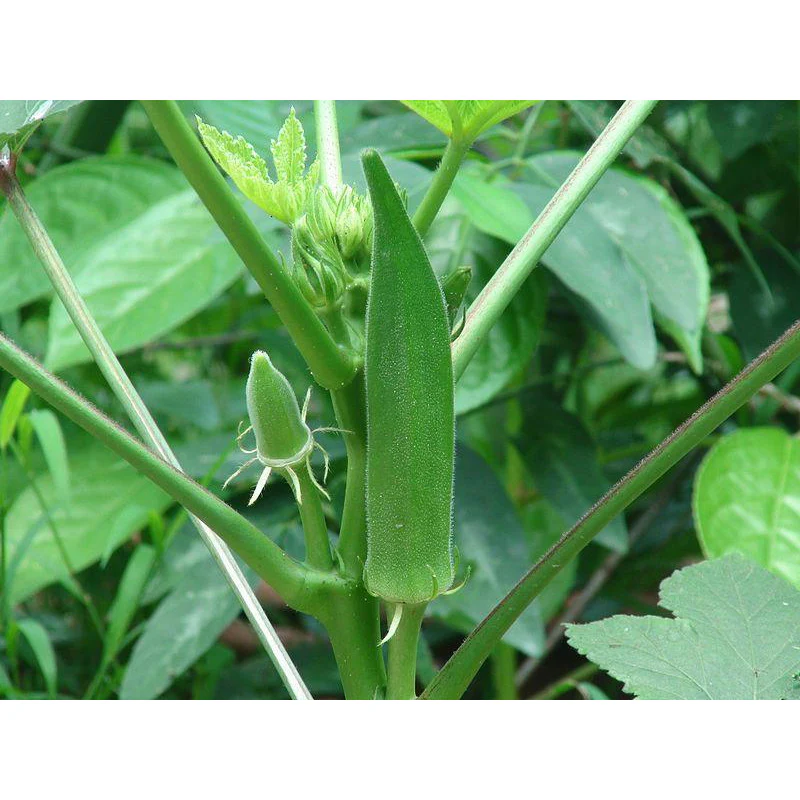 Okra Seed Clemson Spineless - Image 4