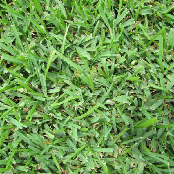 St. Augustine Palmetto Grass Plugs