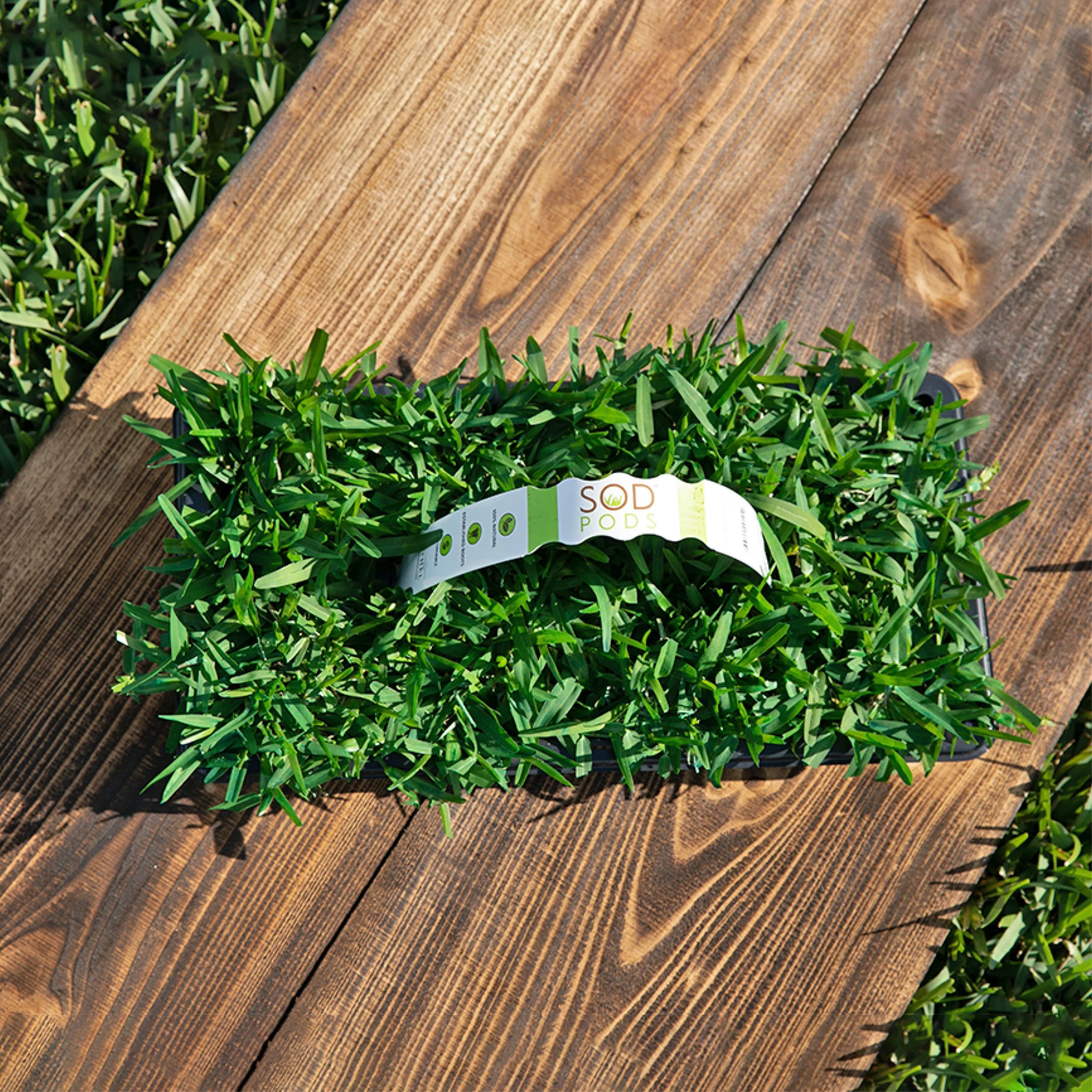 St. Augustine Palmetto Grass Plugs - Image 2