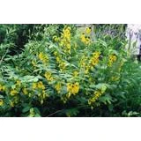 Partridge Peas Lark Seed