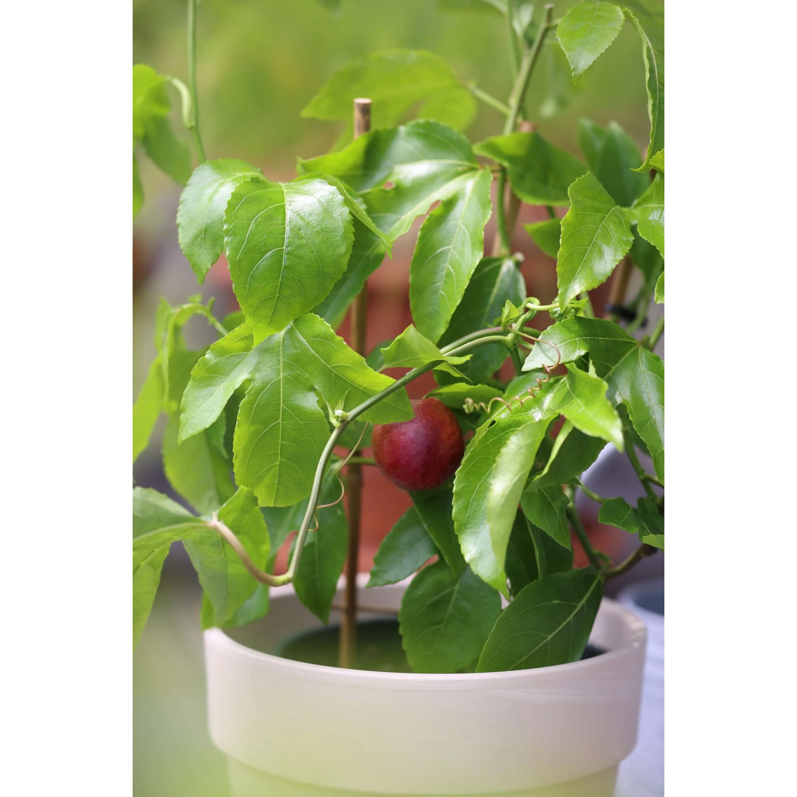 Passion Fruit Plant - 1 Gallon - Image 2