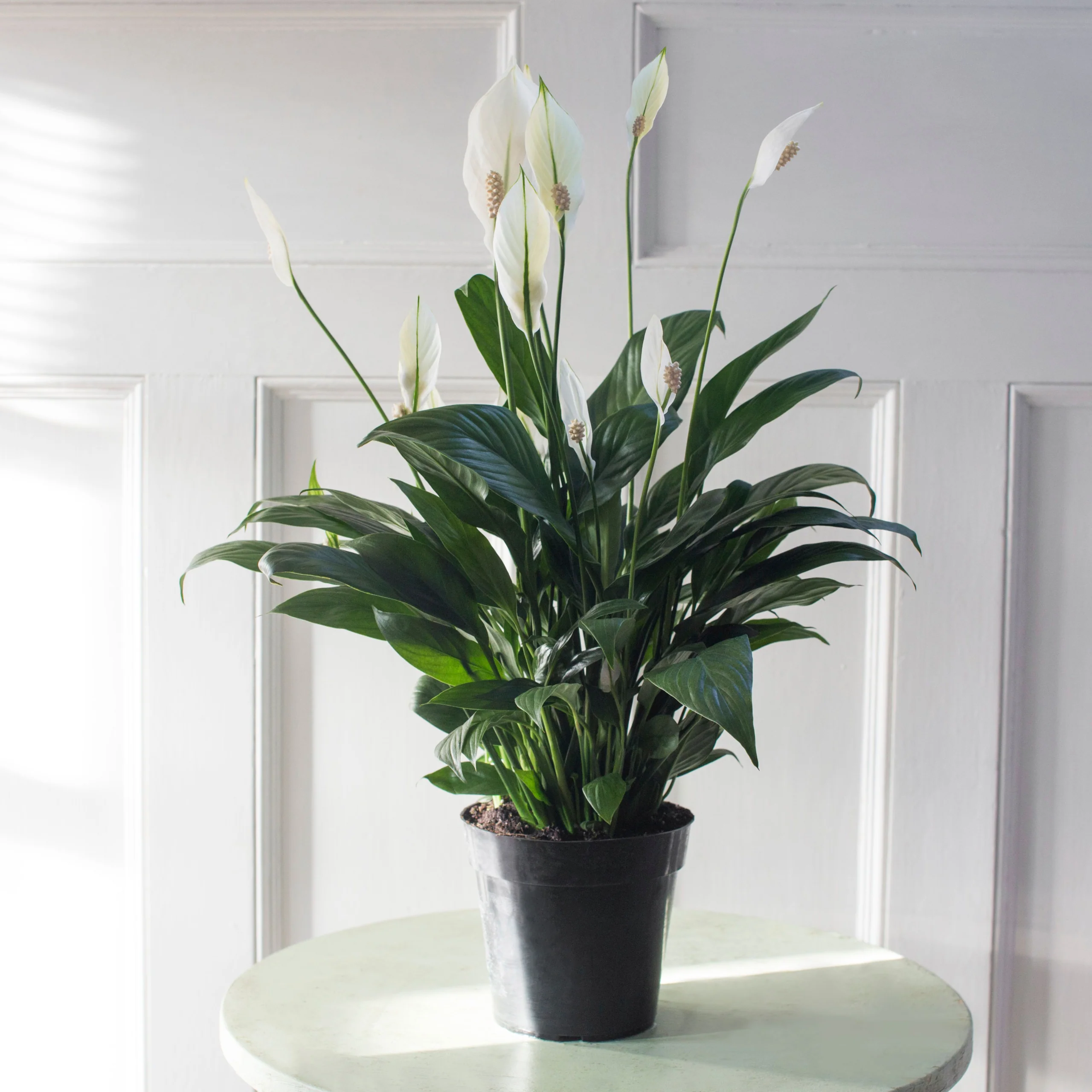 Peace Lily Plant - 6 inch