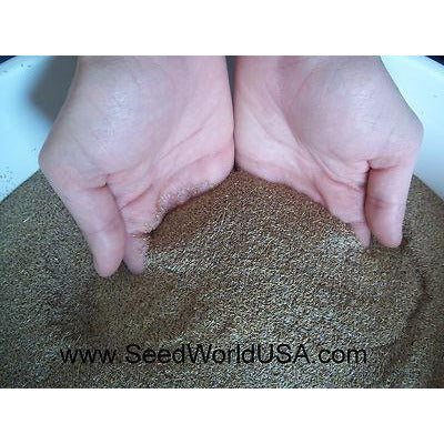 Creeping Bentgrass Raw Seed - Image 3