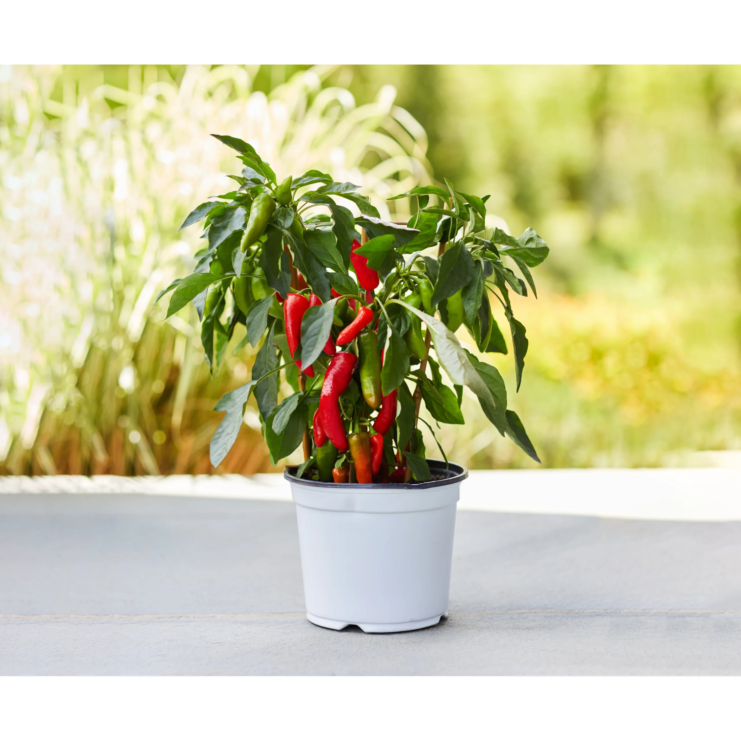 Pepper Plant - 1 Gallon