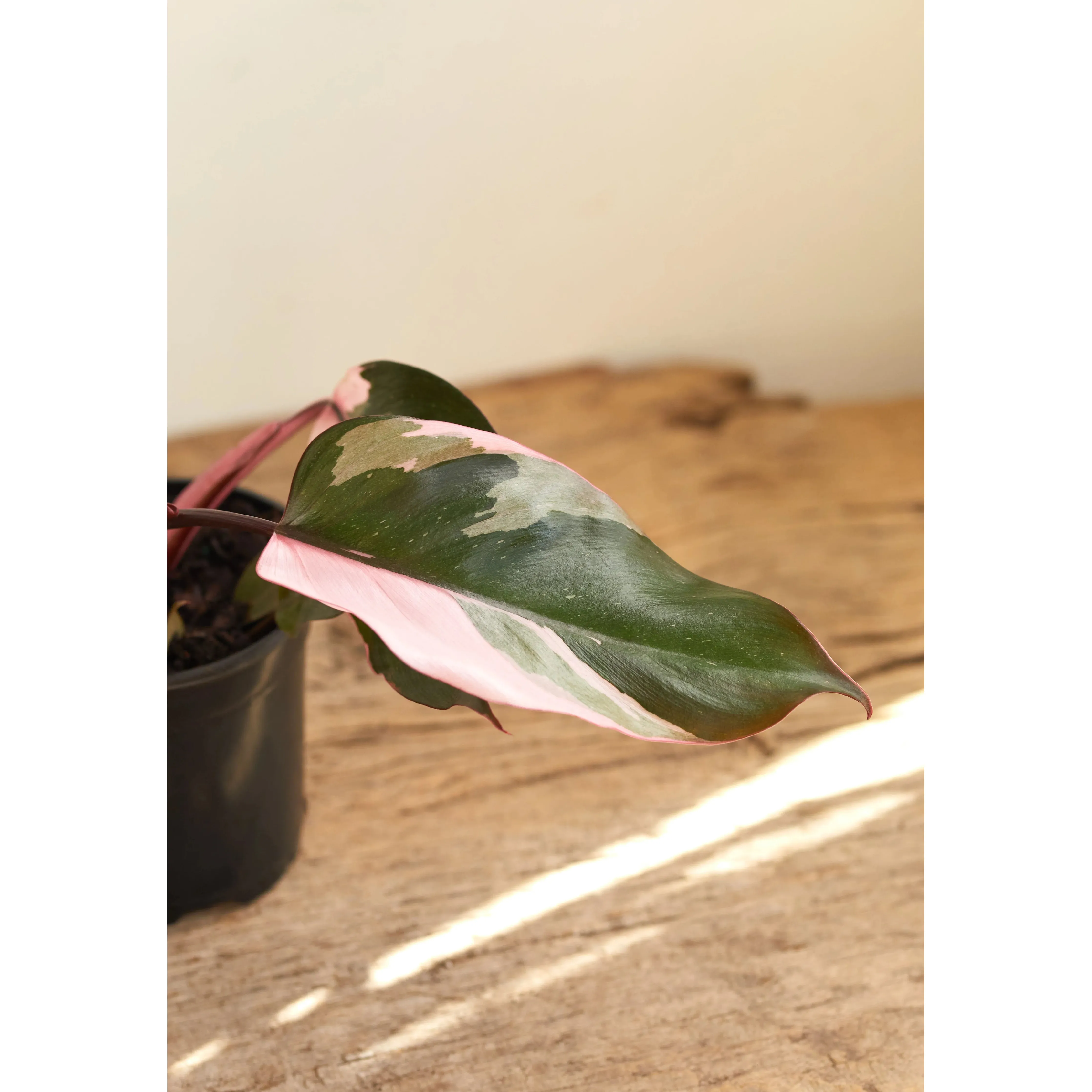Philodendron Plant - 6 inch Plant - Image 2