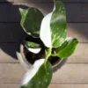 Philodendron Plant - 6 inch Plant - Image 3