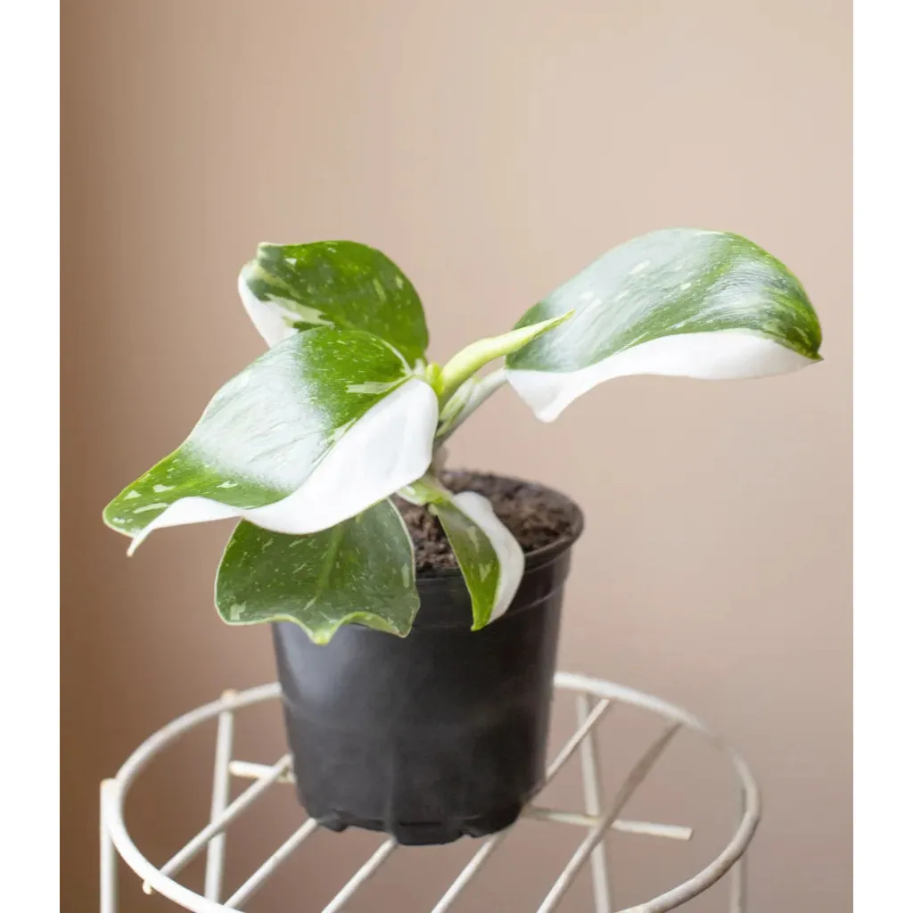 Philodendron Plant - 6 inch Plant - Image 4