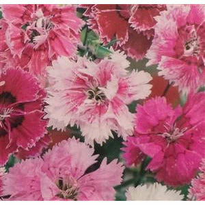 Pinks DianthusSeed heirloom - 1 Packet